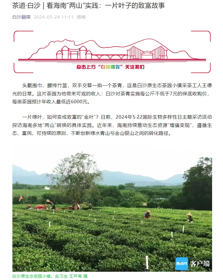 茶道·白沙  看海南“两山”实践：一片叶子的致富故事.jpg